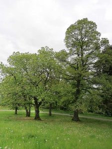 mehrere Esskastanienbäume auf einer Wiese