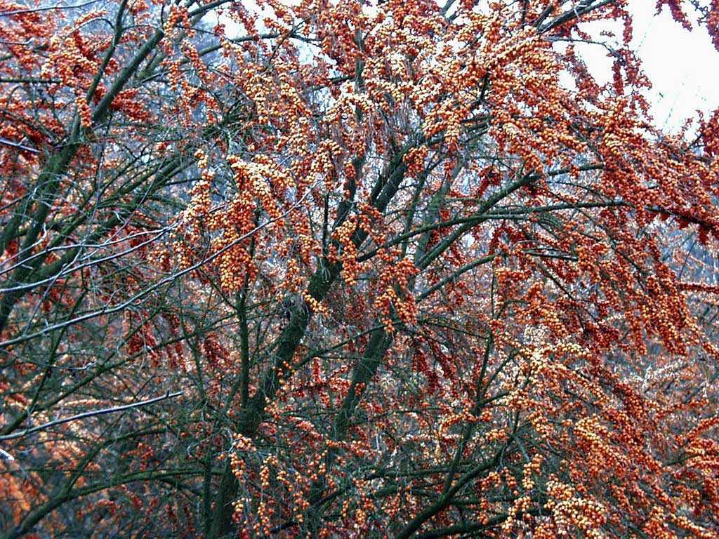 Sandornbaum mit orangen Beeren