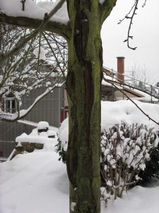 Frostrisse am Birnenstamm. Der Stamm ist an vielen Stellen in Längsrichtung aufgeplatzt.