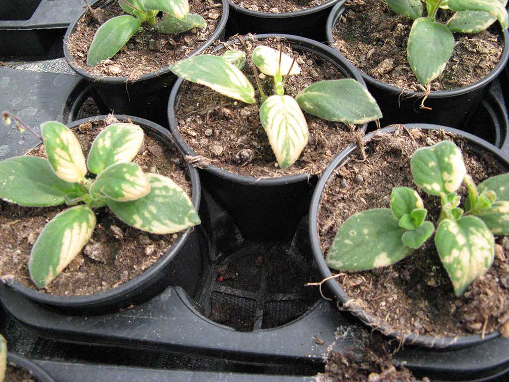 Mit zu kaltem Wasser überbraustes Laub von Drehfrucht (Streptocarpus saxorum): Besonders empfindlich sind z. B. Gesneriengewächse (Drehfrucht, Usambaraveilchen, Gloxinie). Das Laub ist unregelmäßig gelblich-weiß gescheckt.