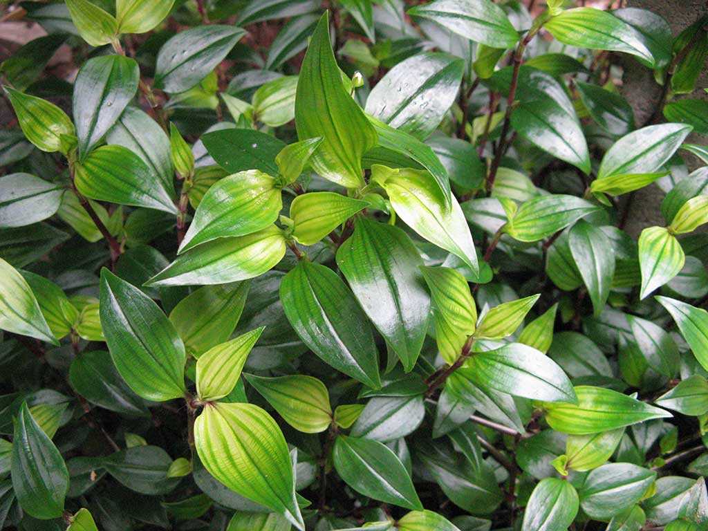 Kälte-/ Eisenmangelchlorose bei Dreimasterblume (Tradeskantie): Die jüngsten Blätter sind chlorotisch. Die Blattadern sind grün, die Bereiche zwischen den Blattadern sind hellgelb.