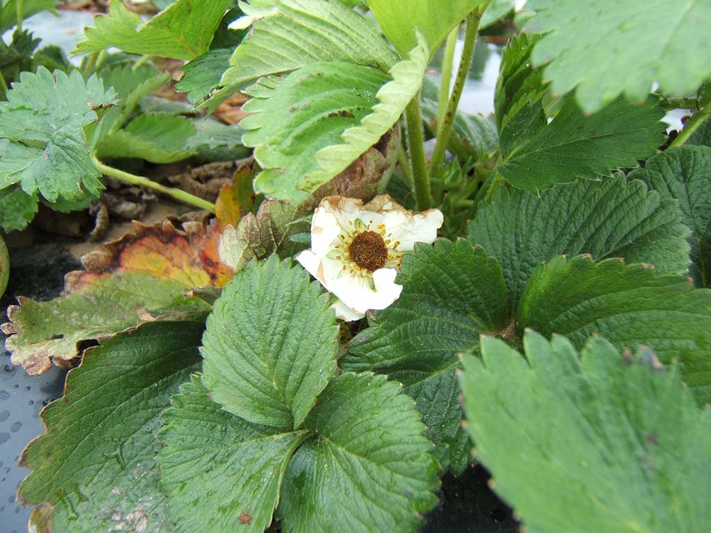 Spätfrostschaden an Erdbeerblüte mit schwarzer Blütenmitte: Die Kelchblätter sind weiß, aber der Blütenboden ist schwarz und nicht, wie normal, gelblich-grün.