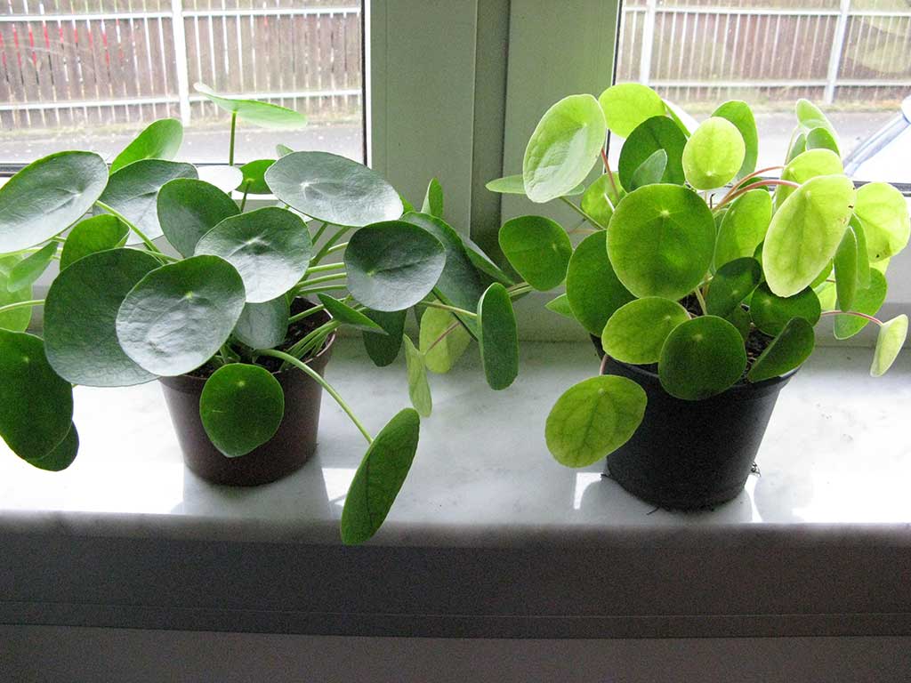 Glückstaler (Peperomia peperomioides): rechts allgemeiner Nährstoffmangel; Die linke Pflanze hat dunkelgrüne Blätter, die Blätter der Pflanze mit Nährstoffmangel rechts sind hellgrün.