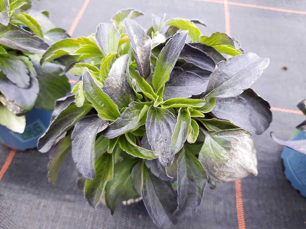 Blaufärbung der Blätter von Salvia farinacea durch Kälte/Phosphormangel: Ältere Blätter sind noch grün, die jüngeren Blätter bläulich verfärbt.