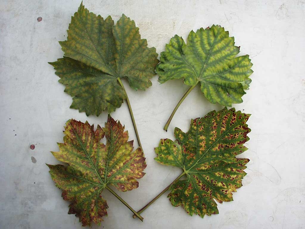 Magnesiummangel bei Weinlaub: Die Blattadern sind dunkelgrün, die Adern-Zwischenräume sind gelb, bei starkem Mangel zusätzlich mit rötlich-braunen Sprenkelungen.
