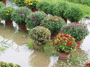 Wurzel- oder Stammgrundfäule bei Chrysanthemenbüschen, verursacht durch Staunässe: Ein Bestand mit Chrysanthemenbüschen steht etwa 5 cm tief im Wasser. Einige Pflanzen welken, das Laub ist fahlgrün.