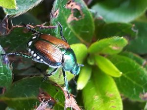 Auf dem Foto ist ein maikäfergroßer Käfer mit einem grün schillernden Thorax und braunen, maikäferartigen Flügeln zu sehen, der auf den grünen Blättern einer Pflanze krabbelt. Dabei handelt es sich um den meldepflichtigen Japankäfer.