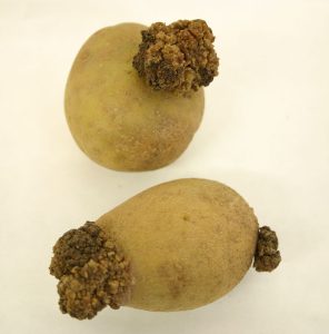 Auf dem Foto sind zwei Kartoffeln mit Wucherungen zu sehen, bei denen es sich um Kartoffelkrebs handelt.