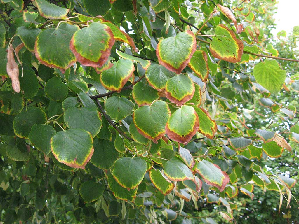 philodendron bilitiae Philodendron Black Billietiae | Unique Plants for Delivery