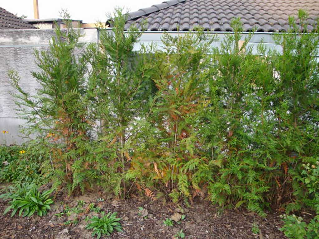Durch Trockenheit geschädigte Thuja werden von innen her braun. Im oberen Bereich sind die Triebe noch grün, die kurzen Triebe direkt am Stamm sind braun. Durch Trockenheit geschädigte Thuja werden von innen her braun. Im oberen Bereich sind die Triebe noch grün, die kurzen Triebe direkt am Stamm sind braun.