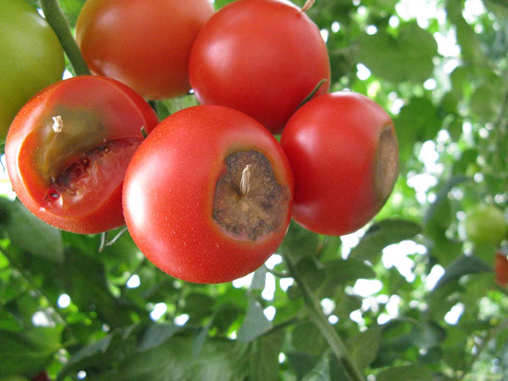 Blütenendfäule bei Tomaten durch Calciummangel: Bei reifen Tomatenfrüchten ist das Fruchtgewebe an der dem Fruchtansatz gegenüberliegenden Seite schwarzbraun verfärbt, eingesunken und weich.
