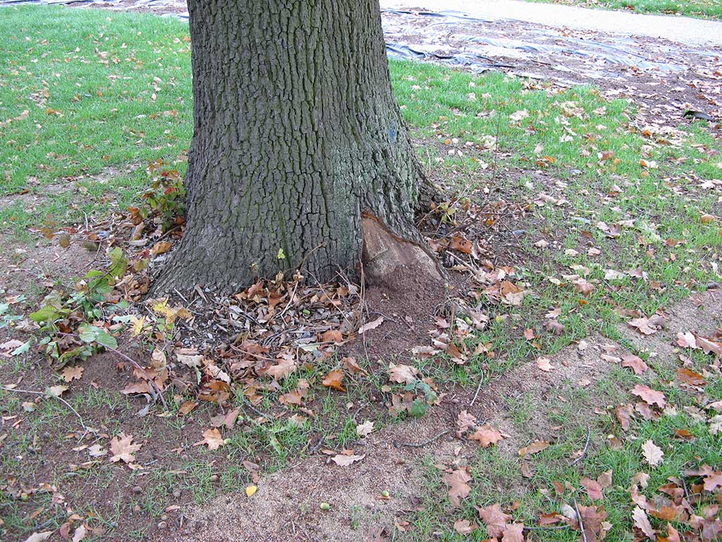 Verletzter Stammgrund nach Mäharbeiten: Am Stammfuß eines alten Baumes in einer Rasenfläche fehlt die Rinde. Der Holzkörper ist sichtbar.