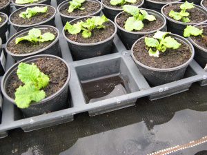 Primeln mit Eisenmangelsymptomen infolge von Staunässe und Sauerstoffmangel im Wurzelbereich: Getopfte Primeln stehen im Wasser. Die Blätter sind hellgrün und chlorotisch.
