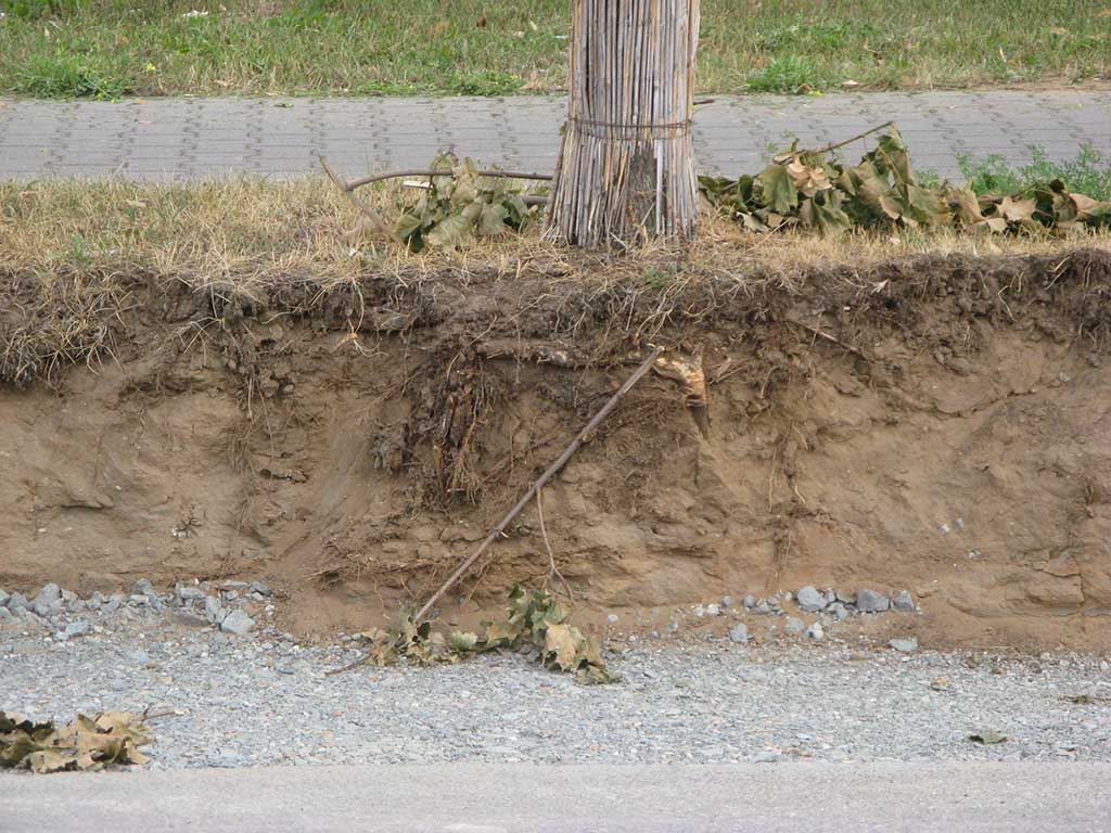Aufgrund einer Straßenverbreiterung halbseitig abgegrabener Wurzelbereich eines Straßenbegleitbaumes: Unmittelbar am Stamm wurden die Erde und ein Teil des Wurzelwerks weggebaggert.
