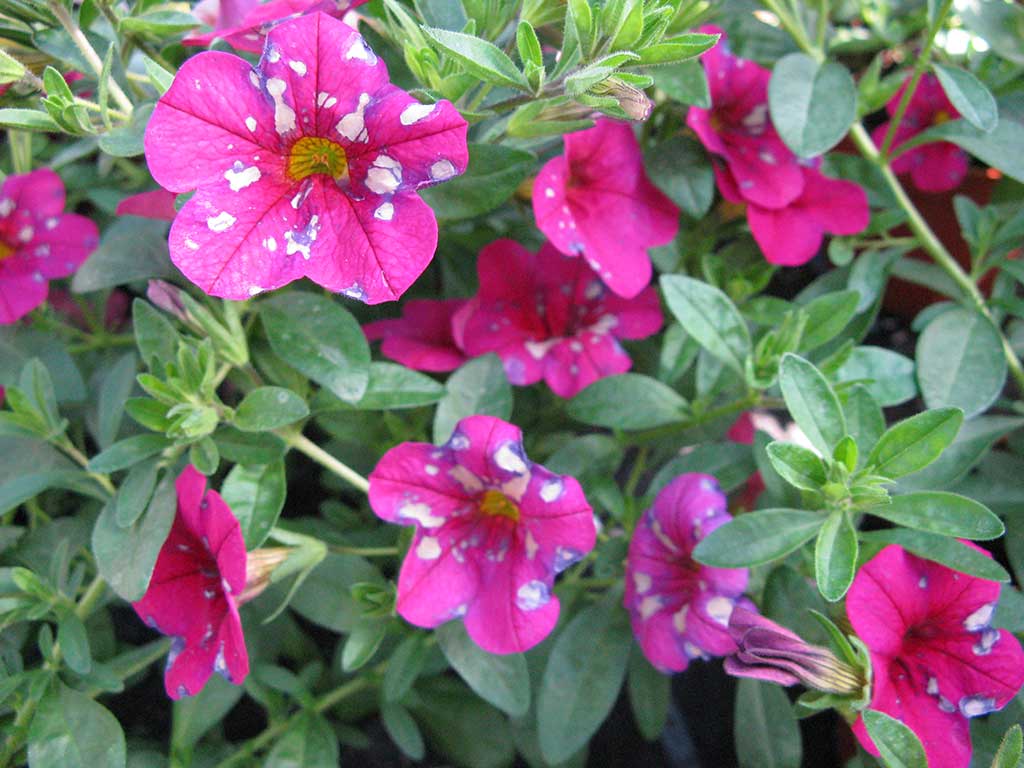 Pflanzenschutzmittelunverträglichkeit bei Blüten von Zauberglöckchen (Calibrachoa): Rosa Calibrachoa-Blüten mit unregelmäßig verteilten weißen Verbrennungen bzw. Sprenkelungen