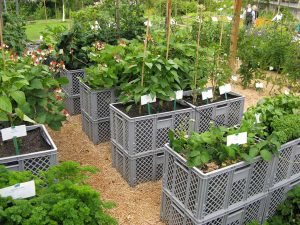 Gemüse- und Erdbeeranbau in Hochbeeten: In jeweils 2 übereinandergestapelten und mit Erde gefüllten rechteckigen ca. 40 cm hohen Kunststoffgitterkörben wachsen Gemüse und Erdbeeren.