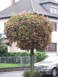 Streusalzschaden an Kugelahorn: Die Blätter eines Kugelahorns am Straßenrand haben braune Blattränder.