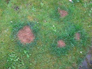 Kreisrunde braune Stellen im Rasen nach dem Urinieren eines Vierbeiners: Um die im Durchmesser 10 - 20 cm großen abgestorbenen Stellen wächst bereits ein sattgrüner Ring Gras.