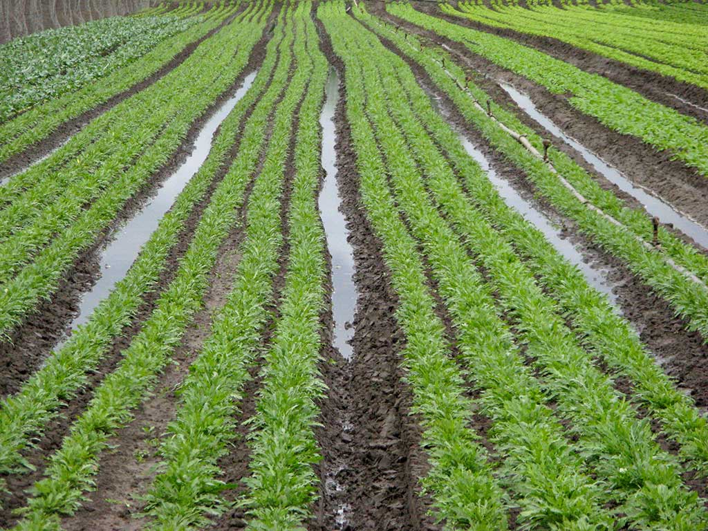 An verdichteten Stellen versickert das Wasser nach einem Starkregen nur langsam. 4-reihige Rucola-Beete, dazwischen eine Fahrspur. In den Fahrspuren steht Wasser.