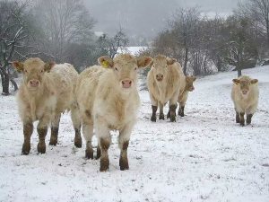 Mutterkühe stehen auf einer schneckbedeckten Weide im Winter