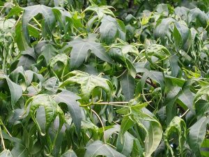 Wuchsstoffschaden bei Amberbaum einige Wochen nach Ausbringung eines Rasendüngers mit Unkrautvernichter auf der angrenzenden Rasenfläche. Die jüngeren Blätter sind stark aufgewölbt und verdreht.