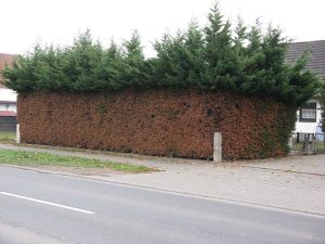 Nicht nur eine optische Katastrophe! Massiver Rückschnitt einer Leylandzypressenhecke: Die Hecke wird an den Seiten schlimmstenfalls nicht mehr austreiben. Bis zu einer Höhe von ca. 2,5 m ist die Hecke seitlich so stark zurückgeschnitten worden, dass dort nur noch braune Äste und Nadeln zu sehen sind.