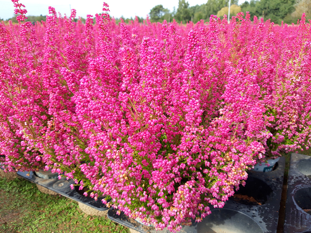 Pink blühende Erica gracilis