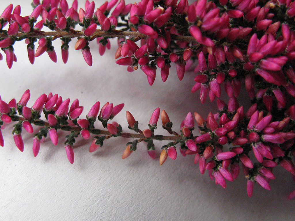 Pinke, geschlossene Knospen einer Knospenblüher-Calluna