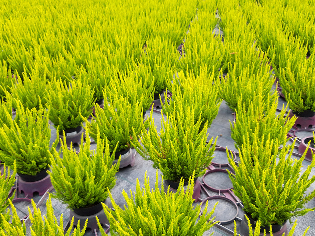 Calluna gelblaubig in Töpfen