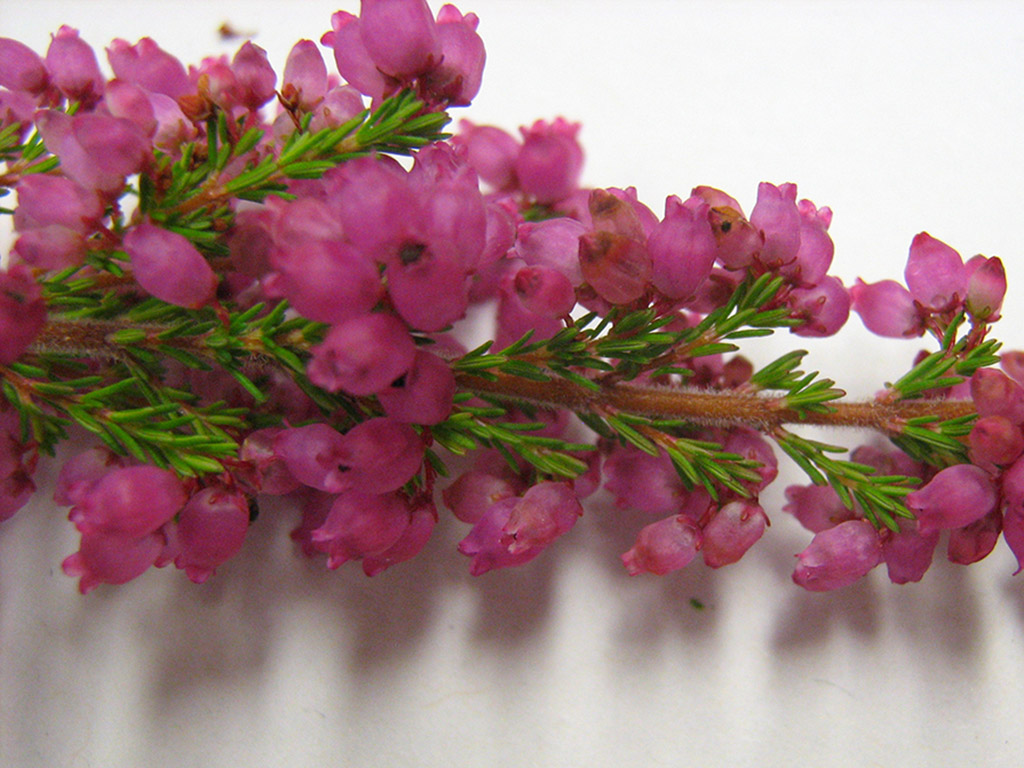 Geöffnete Blüten Erica gracilis