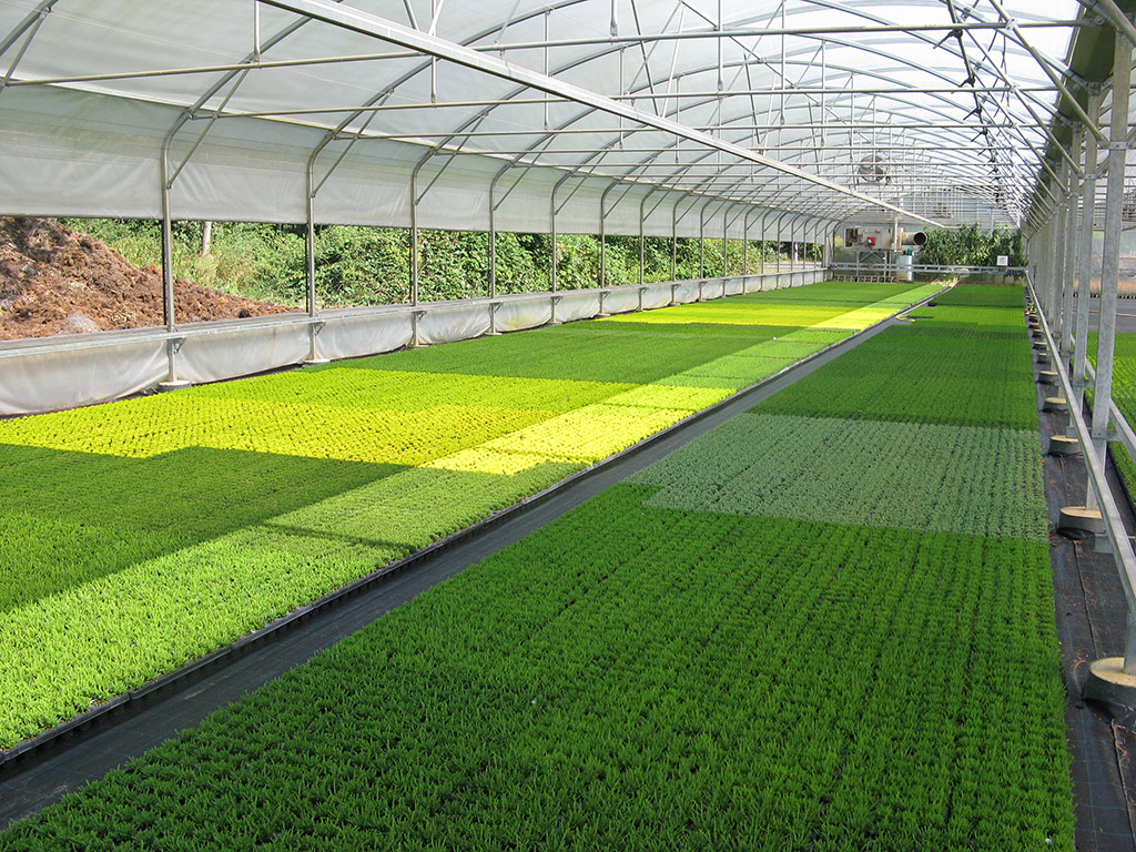 Calluna, pikierter Bestand