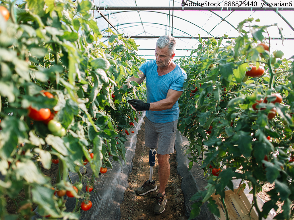 Beinamputierter Mann steht in einem Gewächshaus zwischen Tomatenpflanzen