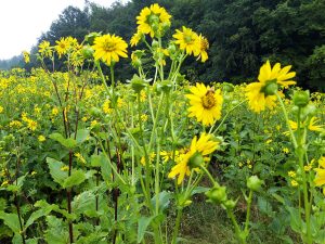 Durchwachsene Silphie  Erfahrungen aus dem mehrjhrigen Anbau   Landesbetrieb Landwirtschaft Hessen