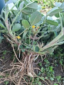 Ausgegrabene Erdnusspflanze mit kleinen gelben Blüten