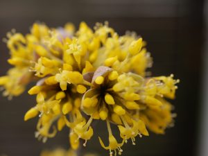 Nahaufnahme einer gelben Blüte der Kornelkirsche vor dunklem Hintergrund