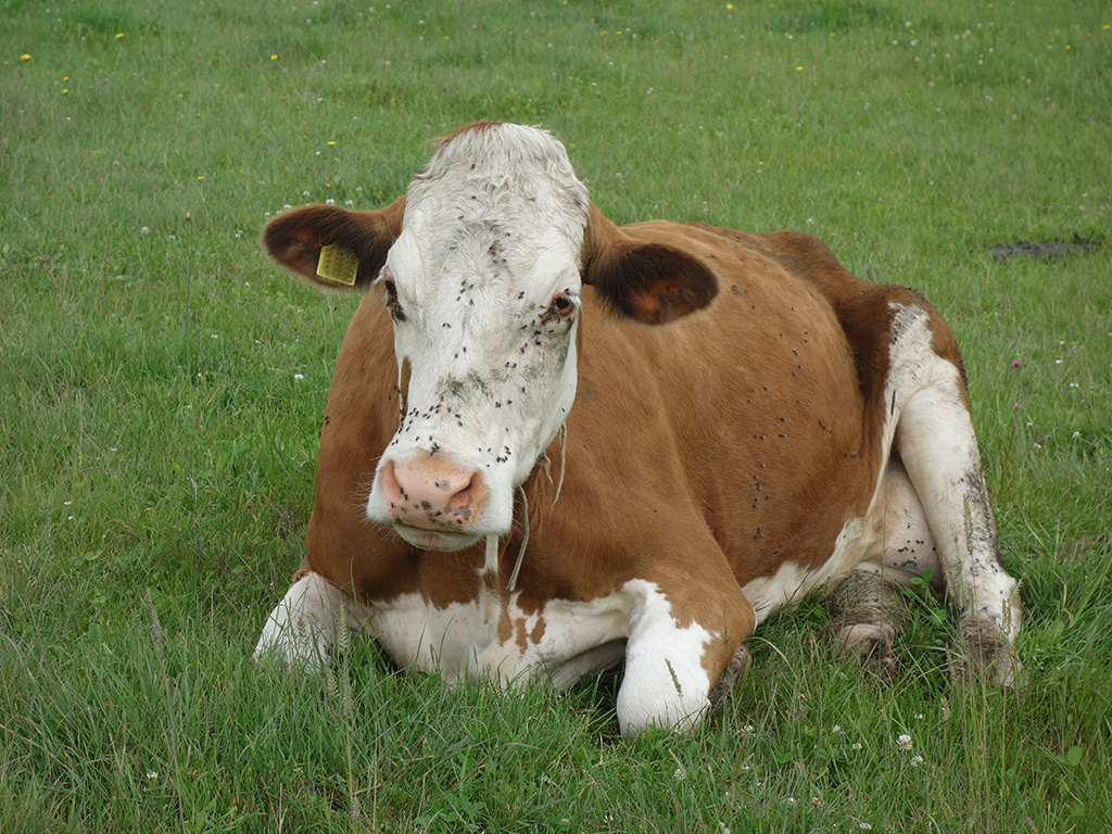 Liegende Kuh auf einer Weidefläche und Weidefliegen auf dem Fell