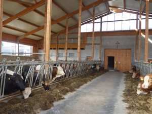 Blick in einen hellen Kuhstall