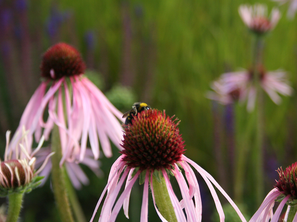 Blüten des Scheinsonnenhuts mit Hummel