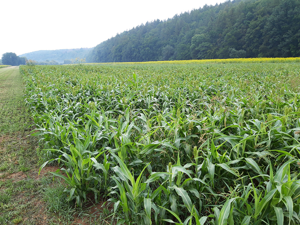 Grünes Feld, im Hintergrund ein Wald, der Himmel ist bedeckt