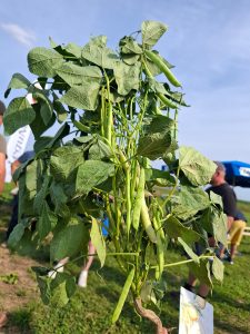 Trockenbohnenpflanze mit vielen länglichen Schoten