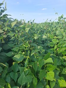 Dichter, grüner Trockenbohnenbestand im Feld, der HImmel ist blau