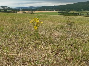 Gelbblühendes Jakobskreuzkraut auf einer trockenen Weide, im Hintergrund sind Wälder