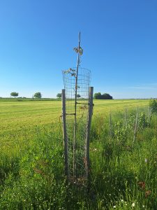 Junger Walnussbaum mit Verbissschutz an einem Acker im Sommer. Der Himmel ist wolkenlos.