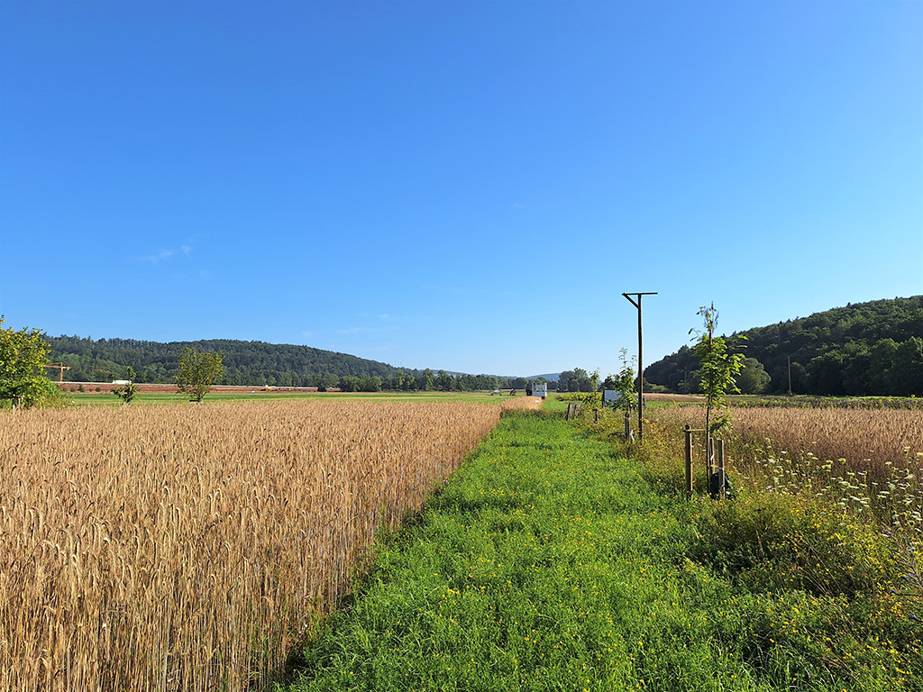 Eine Baumreihe zwischen zwei Getreidefeldern, im Hintergrund Wald. Der Himmel ist wolkenlos.
