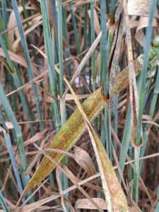 verfärbte Blätter an Winterweizenpflanzen durch Braunrost