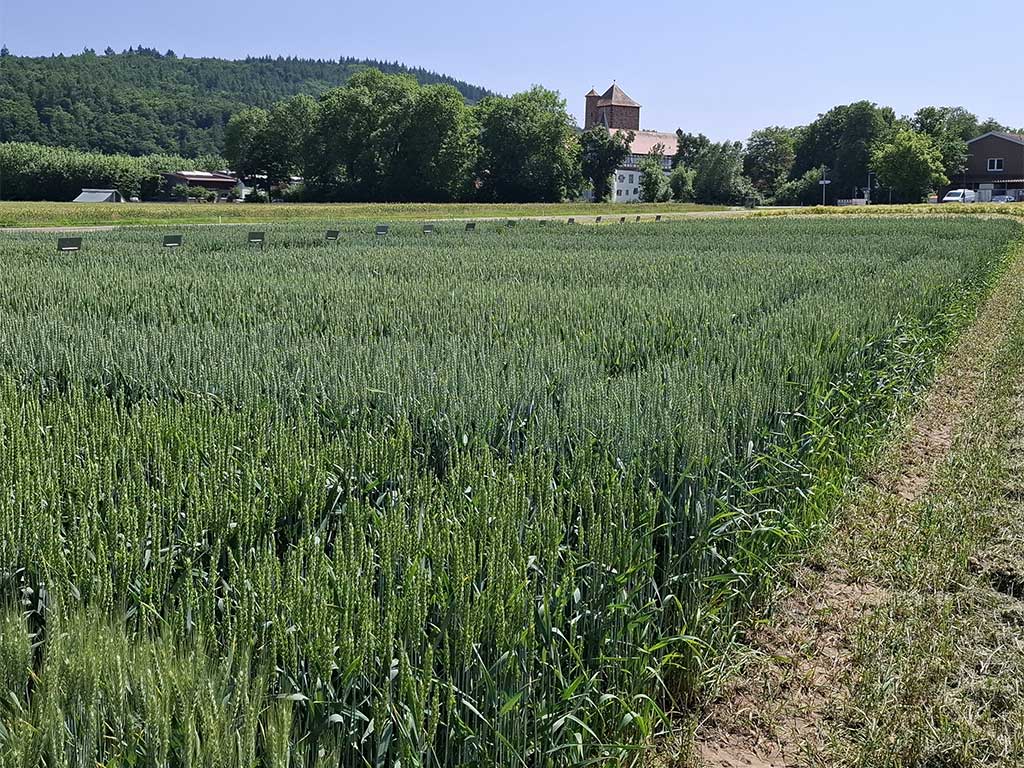 Versuchsflächen mit Winterweizen in Bad Hersfeld; im Hintergrund Gebäude des Eichhofs