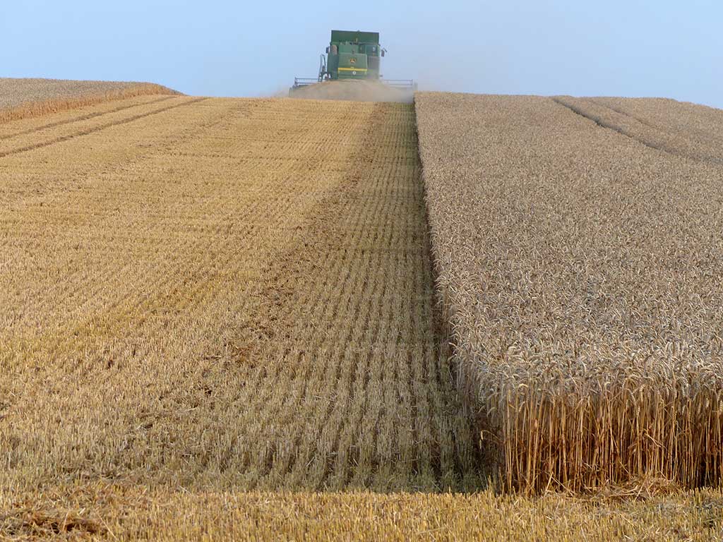 Mähdrescher auf einem Weizenfeld bei der Ernte