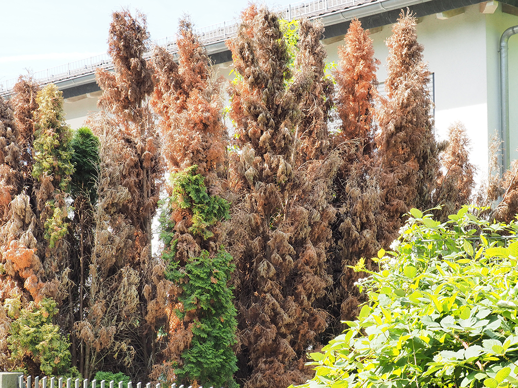 Vor einem Wohnhaus steht eine bis zum Dach reichende Thuja-Hecke, die zu 90 Prozent braun und abgestorben ist.