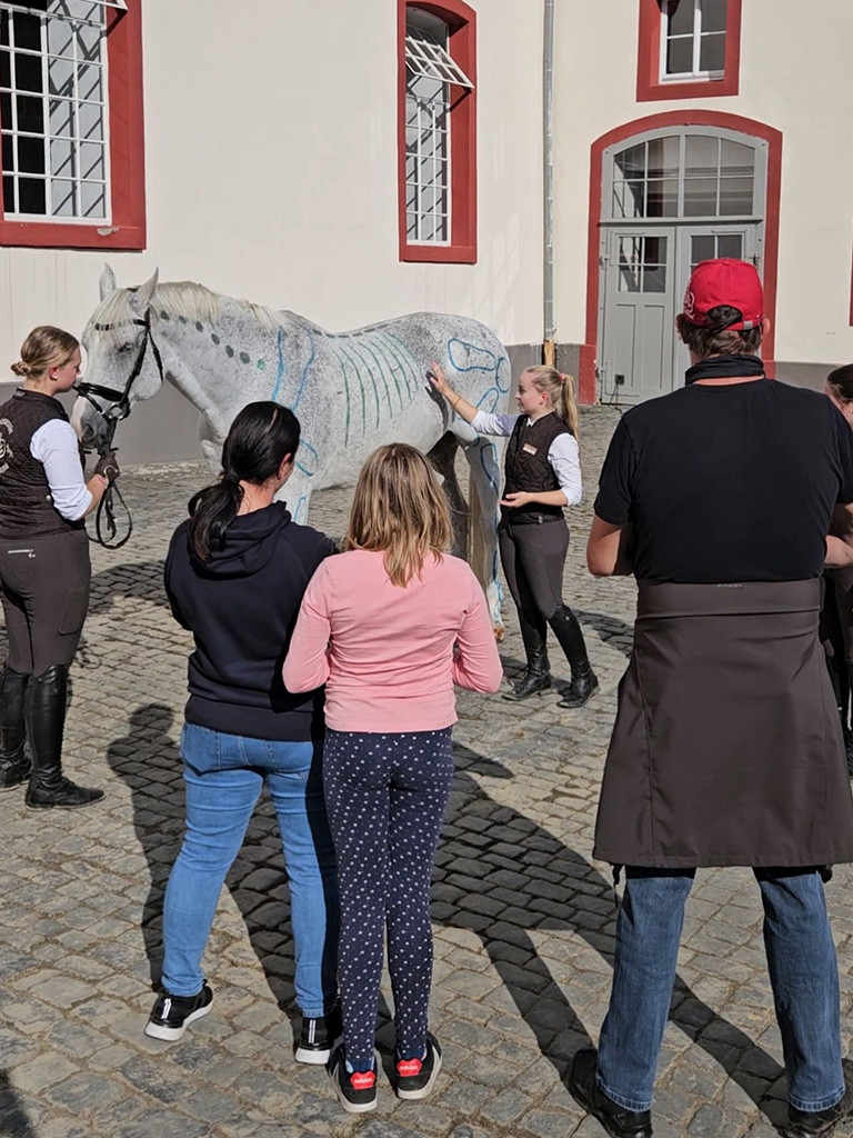 Ein graues Pferd steht in einem Innenhof. Zwei Frauen erklären die mit Kreide aufgemalten Körperteile des Pferdes , während mehrere Personen zuschauen.