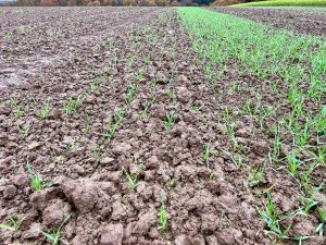 Nur spärliches Grün ist auf der Ackeroberfläche im linken Bildteil zu sehen. Rechts ist ein ca. drei Meter breiter grüner Streifen mit gut aufgelaufener Wintergerste zu sehen.